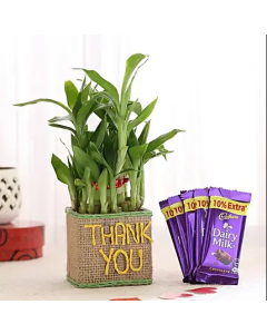 Lucky Bamboo With Dairy Milk Chocolates
